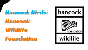 Understanding Hancock Birds and the Hancock Wildlife Foundation