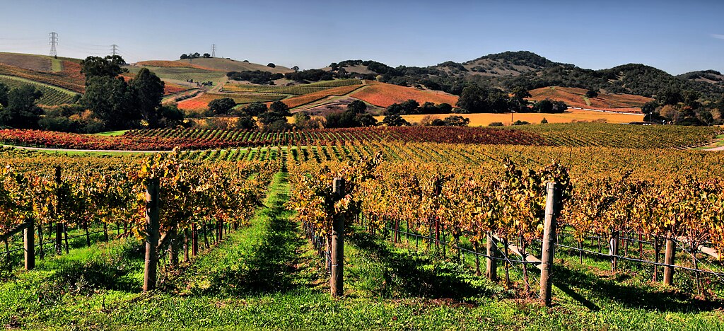 Napa Valley’s Vineyards