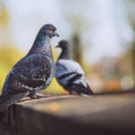 How to Master Pigeon Photography in Cityscapes