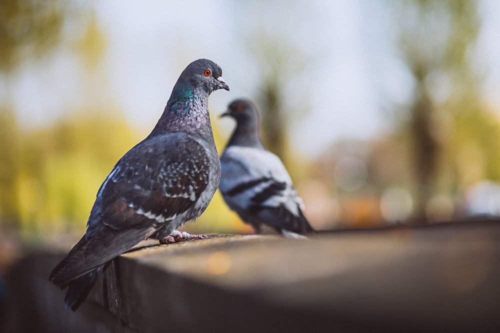 How to Master Pigeon Photography in Cityscapes